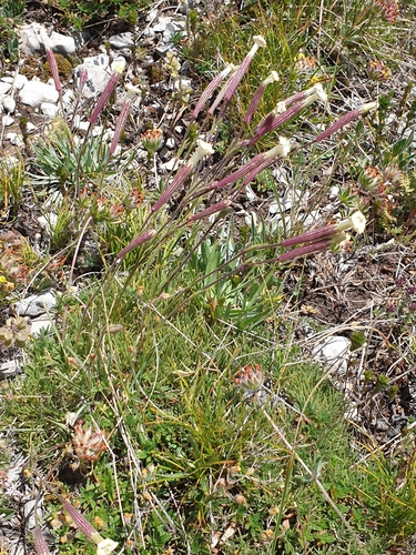 Silene caryophylloides