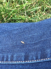 Aedes trivittatus