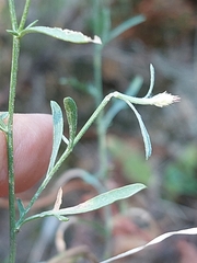 Centaurea langei