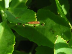 Disonycha discoidea