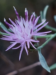 Centaurea langei