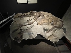 Ornithischia