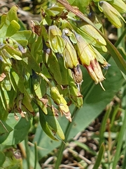 Cerinthe glabra