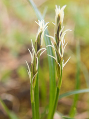 Carex anthoxanthea