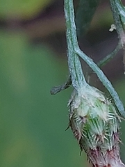 Centaurea langei