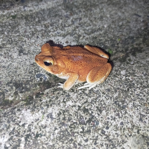 Incilius marmoreus