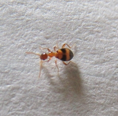 Acanthinus scitulus