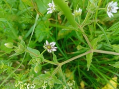 Microbotryum stellariae