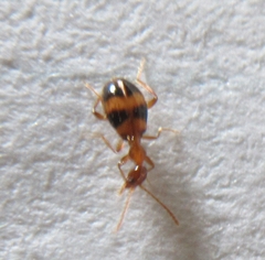 Acanthinus scitulus