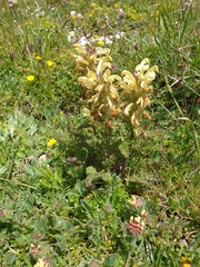 Pedicularis comosa