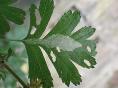 Phyllonorycter leucographella