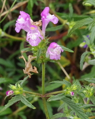 Galeopsis ladanum