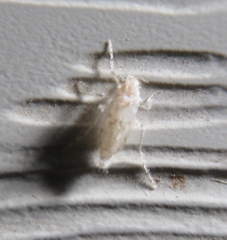 Chaoborus maculipes
