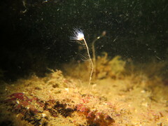 Ectopleura marina