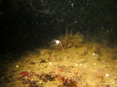 Ectopleura marina
