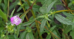 Galeopsis ladanum