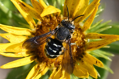 Dianthidium subparvum