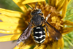 Dianthidium subparvum