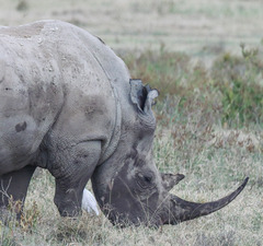 Ceratotherium simum simum