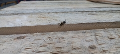 Vespula vulgaris