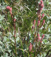 Rumex arcticus