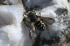 Dianthidium subparvum