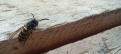 Vespula vulgaris