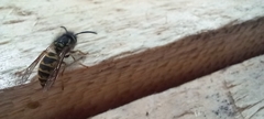 Vespula vulgaris