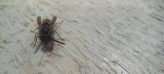 Vespula vulgaris