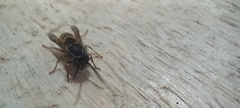 Vespula vulgaris