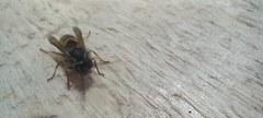 Vespula vulgaris