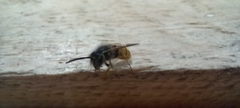 Vespula vulgaris