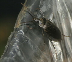 Capnochroa fuliginosa
