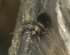 Capnochroa fuliginosa