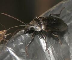 Capnochroa fuliginosa