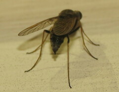 Chrysopilus proximus