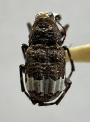 Eurymycter fasciatus