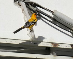 Icterus pustulatus graysonii