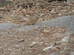 Notocitellus adocetus