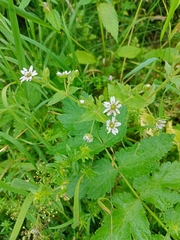 Microbotryum stellariae