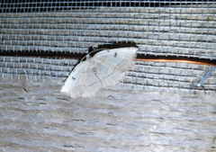 Eilicrinia trinotata