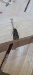 Noctua pronuba