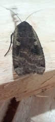 Noctua pronuba