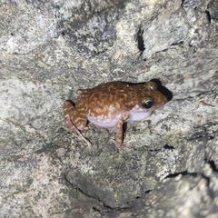 Eleutherodactylus interorbitalis