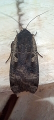 Noctua pronuba