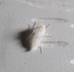 Chaoborus maculipes