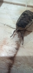 Noctua pronuba