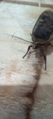 Noctua pronuba