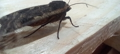 Noctua pronuba