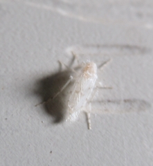 Chaoborus maculipes